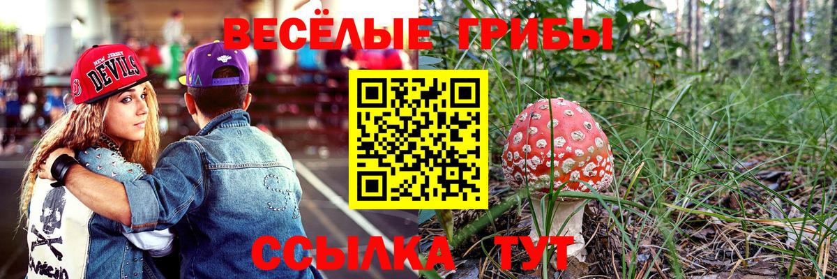 Псилоцибиновые грибы Psilocybe Калач-на-Дону